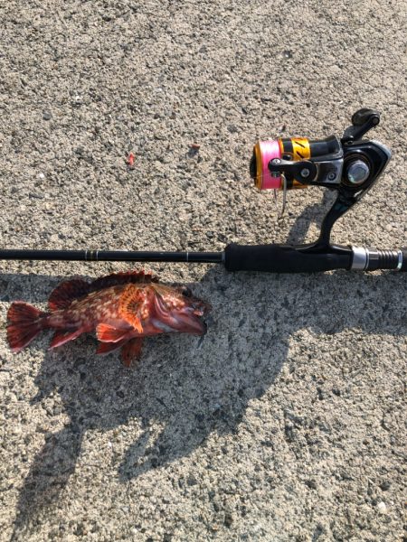 沖堤防で五目釣り