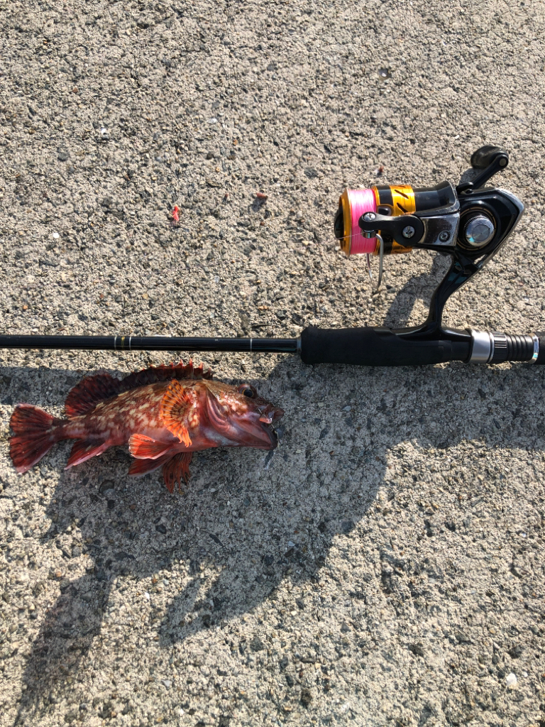 沖堤防で五目釣り