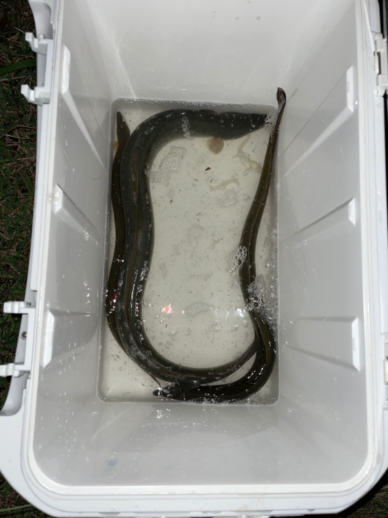 夕方にぶっ込み釣り