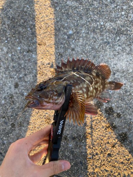 ライトロックフィッシュ