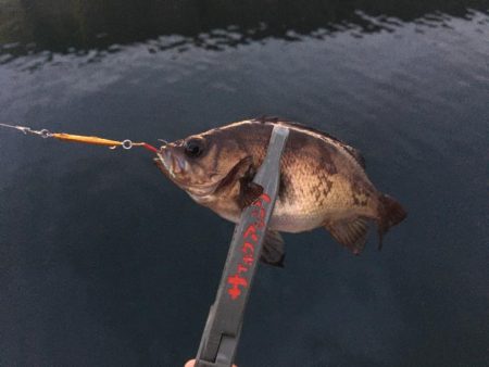 マイクロジギング