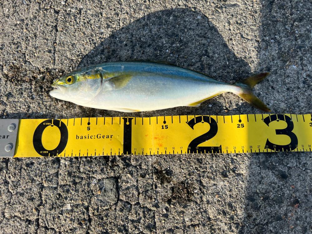 やっとメジロ出た。