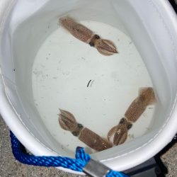 ヒイカエギング