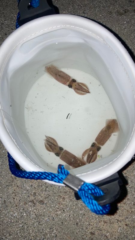 ヒイカエギング