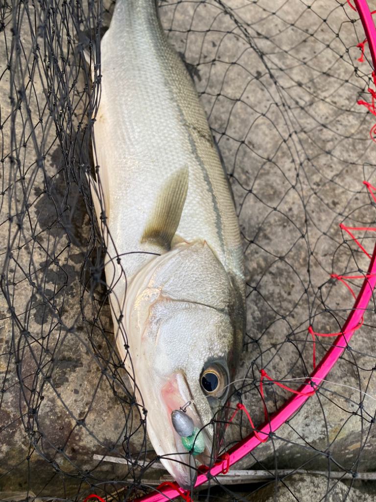 リバーシーバス