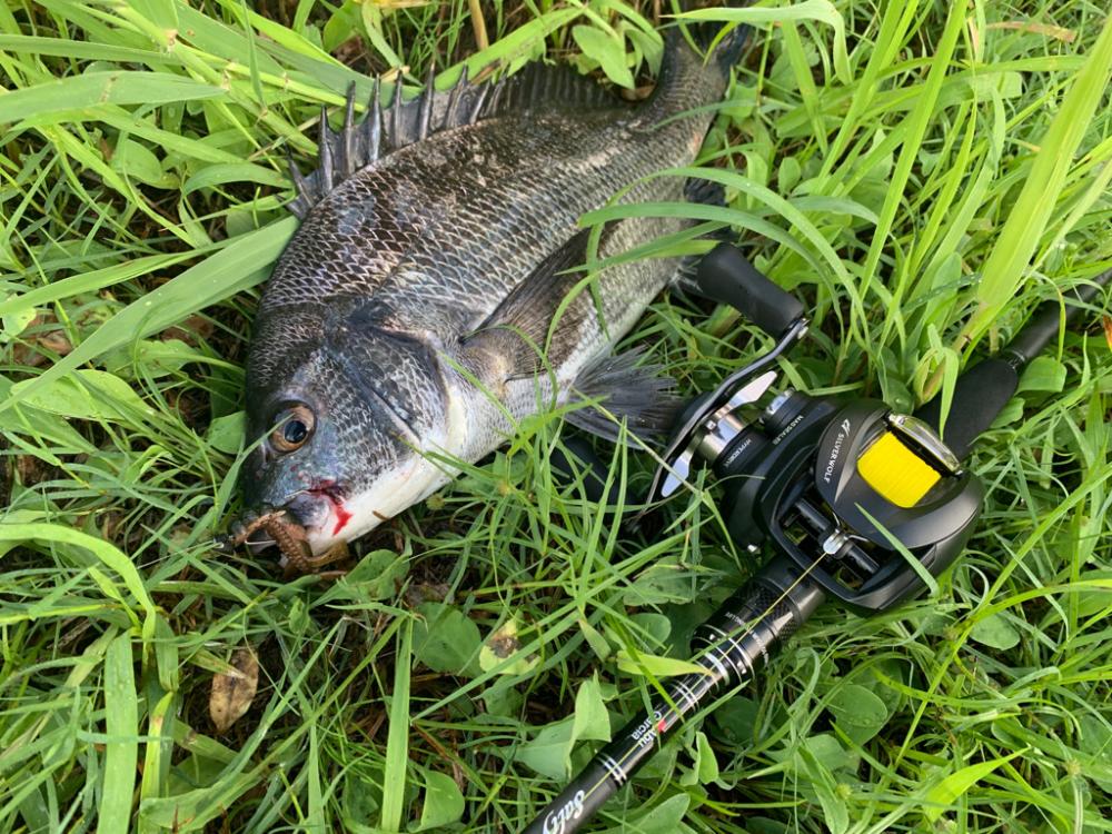 チニング開拓者