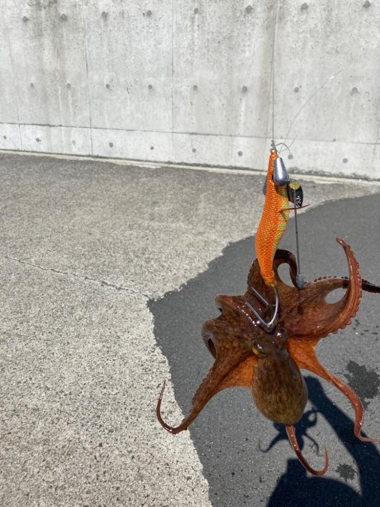 久しぶりのタコ