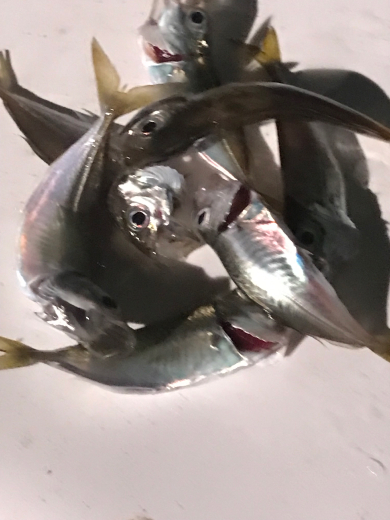 雑魚釣