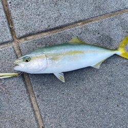 和歌山ショアジギ