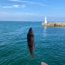 明石ちょい投げキス狙い