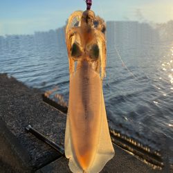 今年初アオリ！