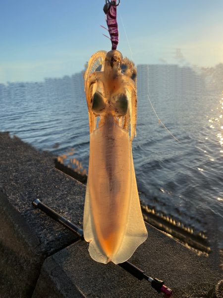 今年初アオリ！