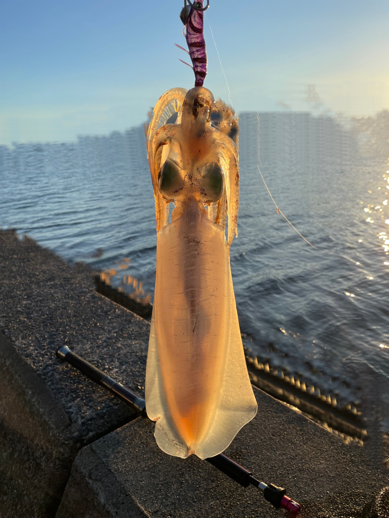 今年初アオリ！