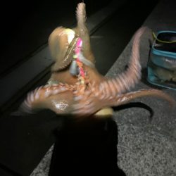 たこ釣り