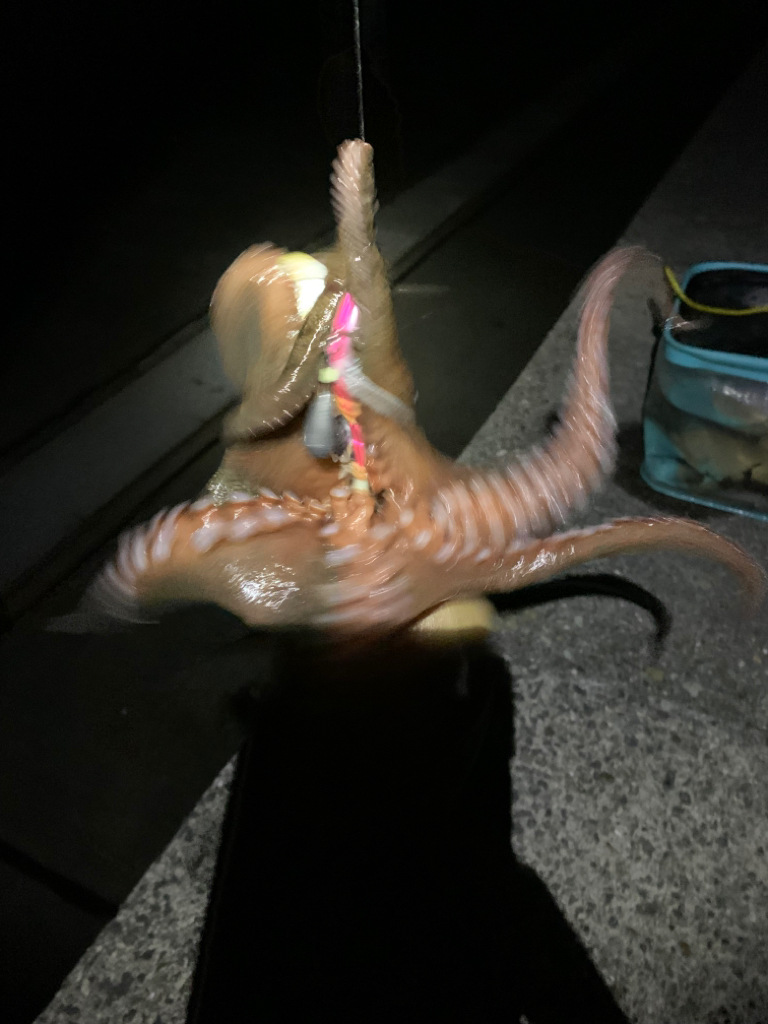 たこ釣り