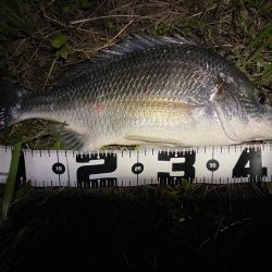 夕立増水で淀川チニング最高に釣れる