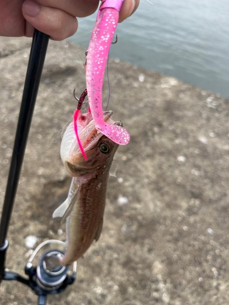 青物シーズン到来