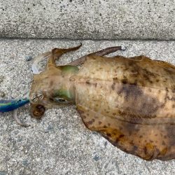 梅雨イカWヒット!!おもつらーい!!