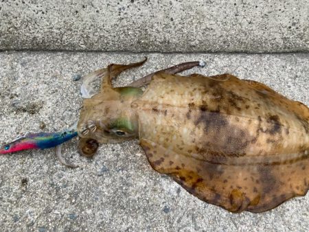 梅雨イカWヒット!!おもつらーい!!