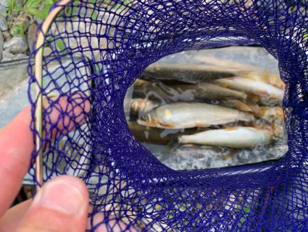 里山の休日　美山6