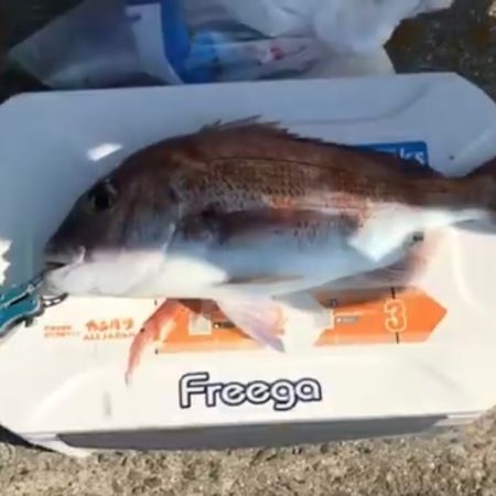 大三島フカセで真鯛ゲッチュ！