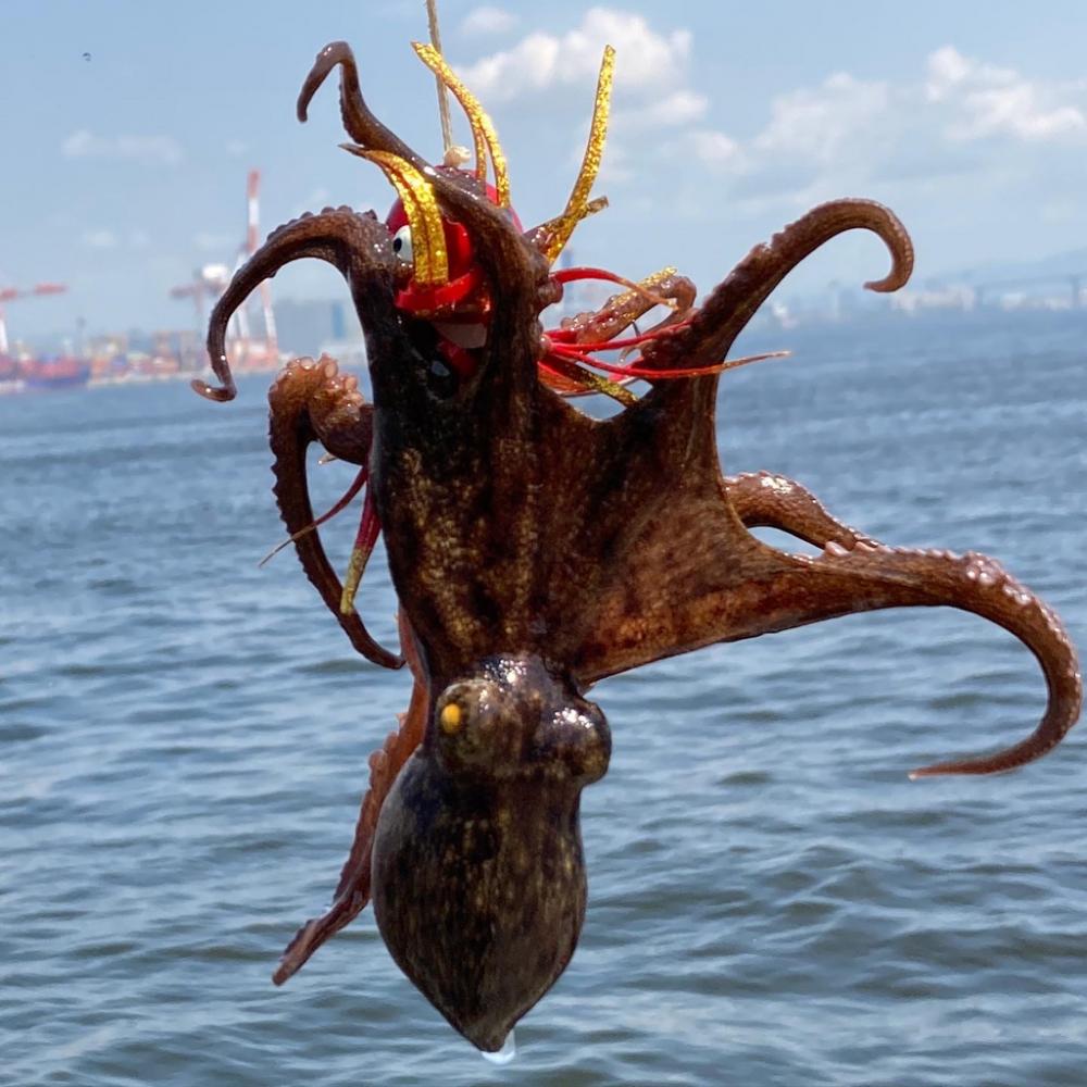 久々に湾奥蛸散歩。新子6杯。。