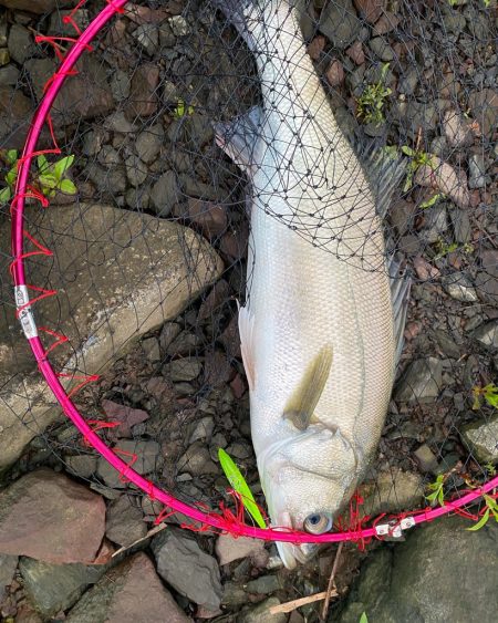 リバーシーバス