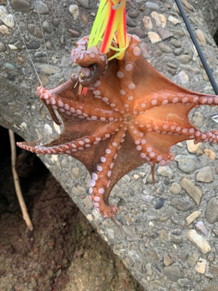 やっと、つ抜けた。