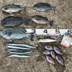 梅雨明けピーカンのグレ狙い