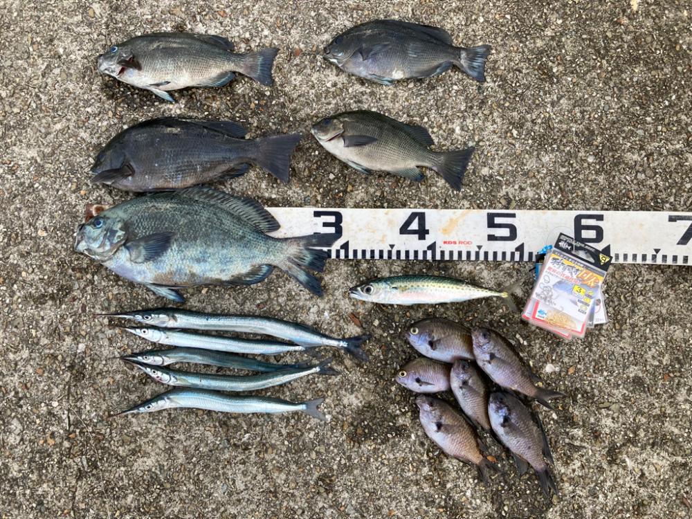 梅雨明けピーカンのグレ狙い