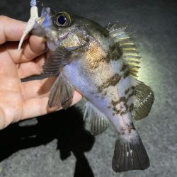 真夏のメバリング