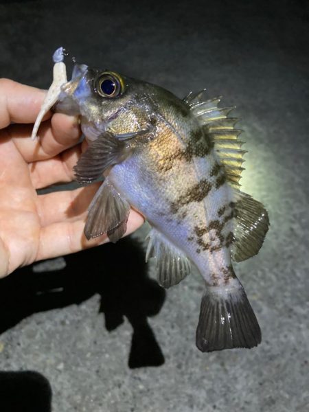 真夏のメバリング