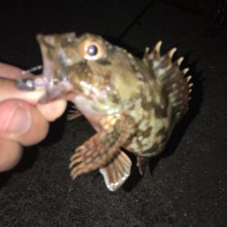 なんとかカサゴ1匹