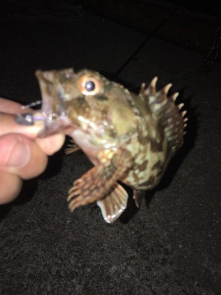 なんとかカサゴ1匹