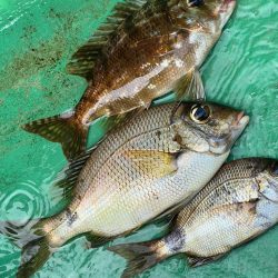 舘山沖、イサキ五目