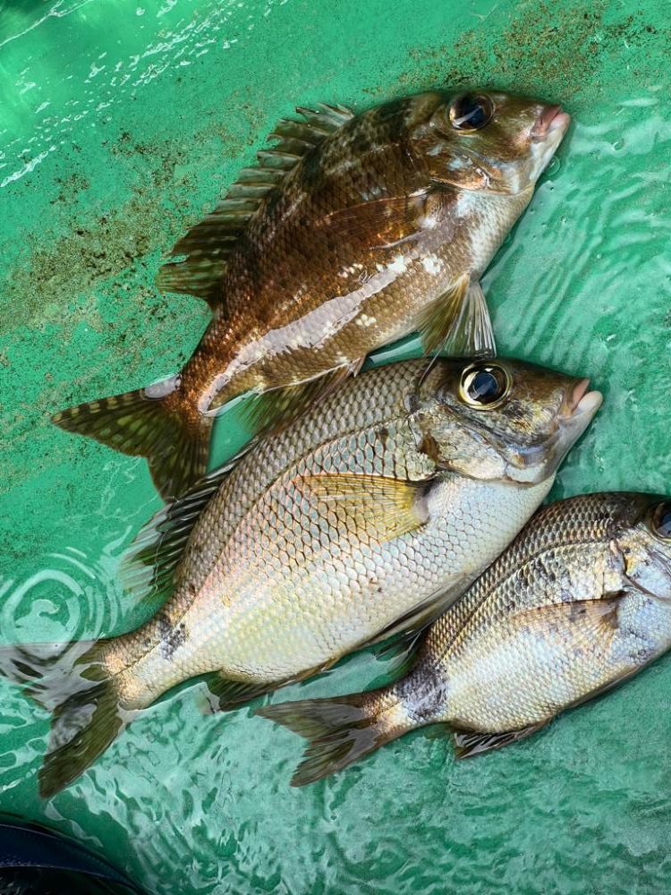 舘山沖、イサキ五目