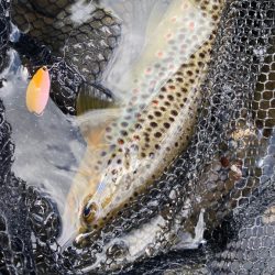 九州産○○○○トラウト