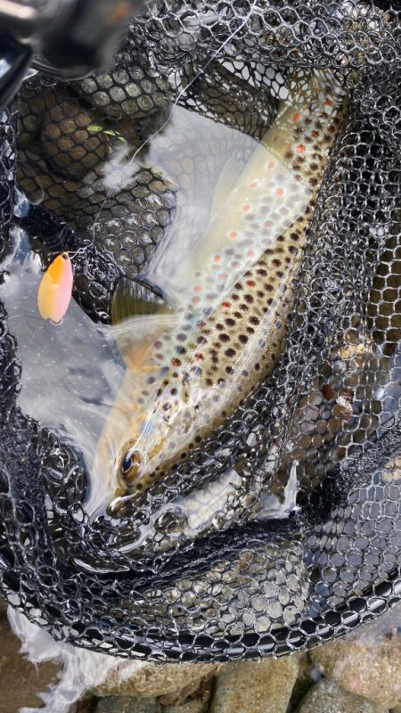 九州産○○○○トラウト