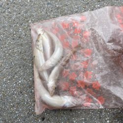 キス釣りとライトジギング