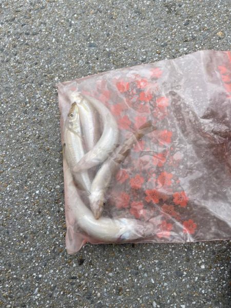 キス釣りとライトジギング