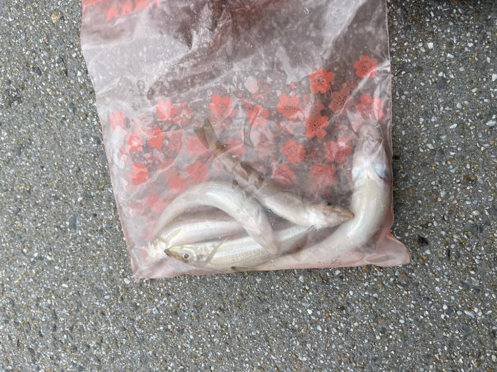 キス釣りとライトジギング