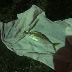 久しぶりの投稿