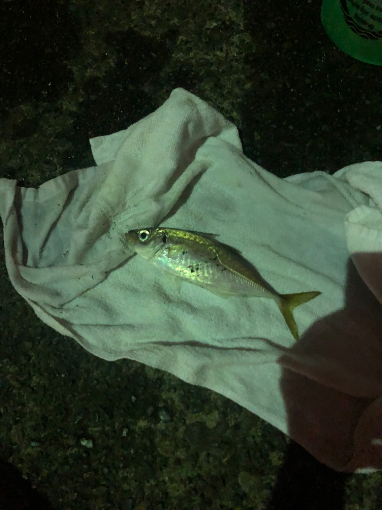 久しぶりの投稿