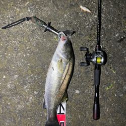 シーバス釣れた