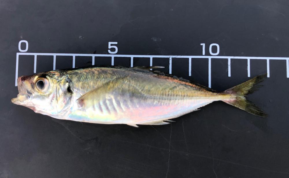 釣れはするが…