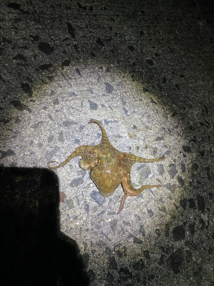 本日もタコ釣りへ