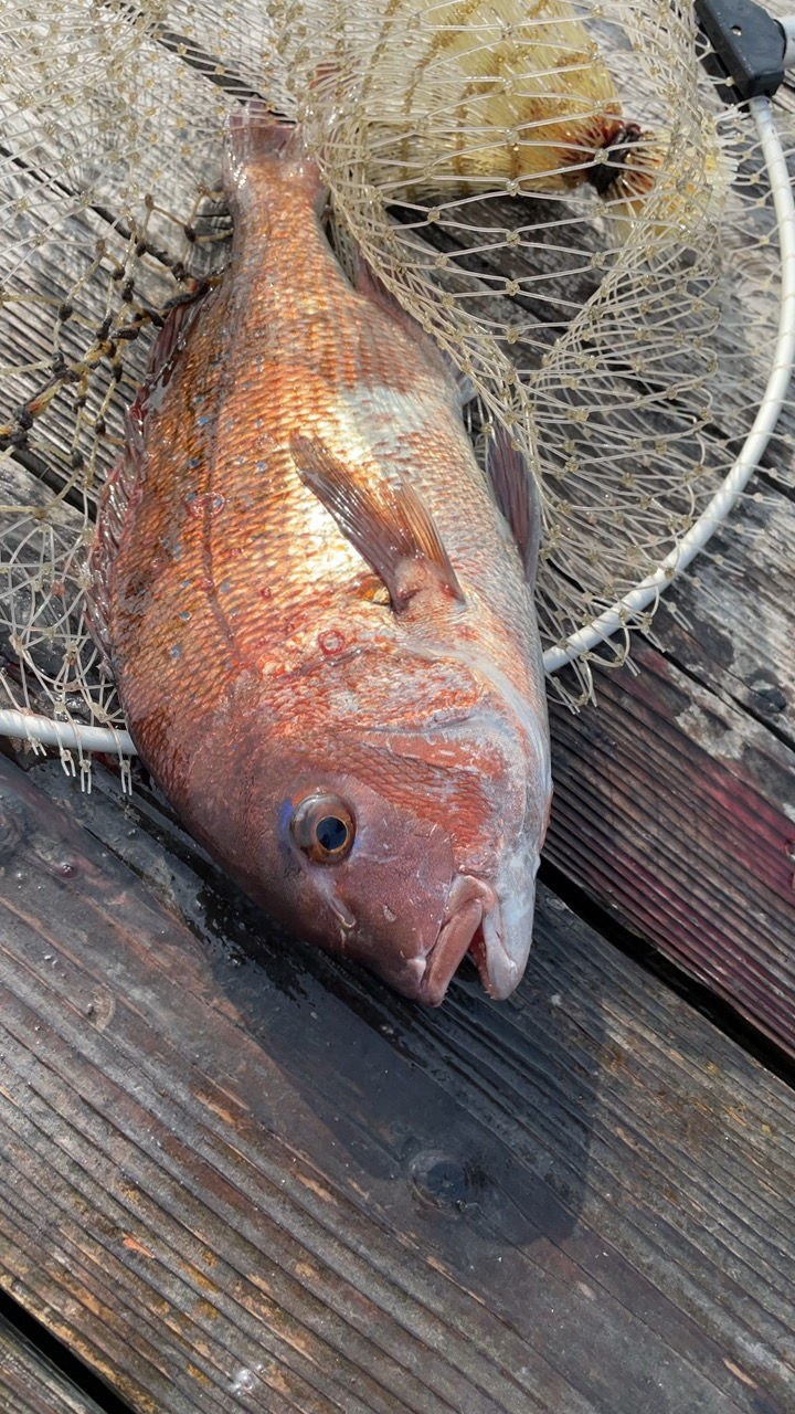 釣堀海恵の釣果