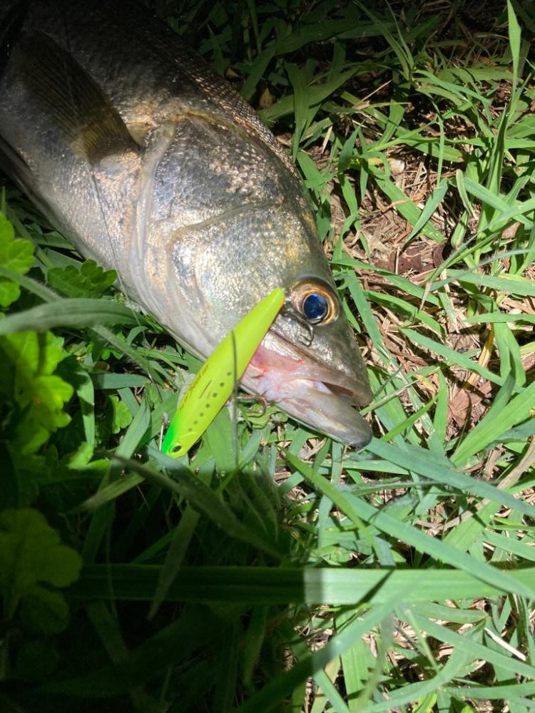 夜のルアーゲーム