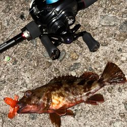 アコウ40up釣りたい