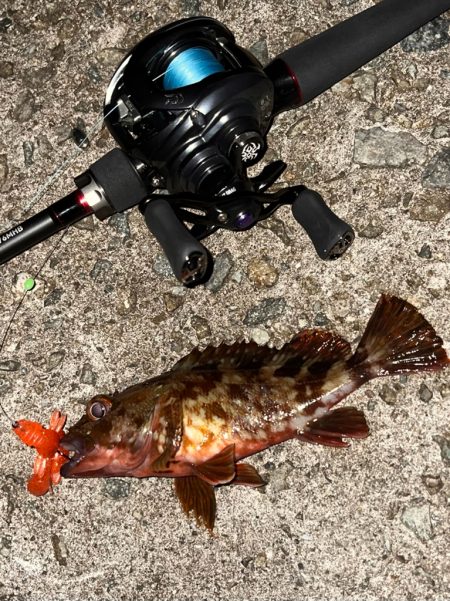 アコウ40up釣りたい